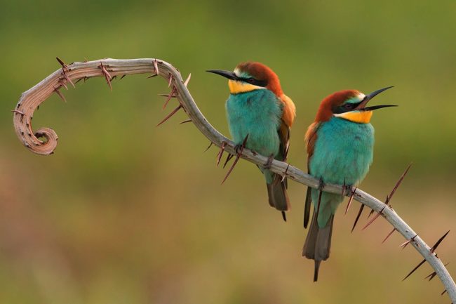 bee-eaters-3749679_1920